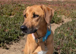 Toffee, Wag Brigade member