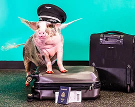 LiLou, Wag Brigade member