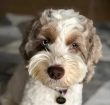 Babo, Wag Brigade member